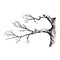 Tree branch. Hand drawn sketch style vector illustration of tree branch without leaves. Isolated on transparent