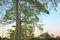 Tree and branch leaf beautiful in evening public park :Select focus with shallow depth of field