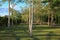 Tree and branch leaf beautiful in evening public park :Select focus with shallow depth of field