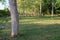 Tree and branch leaf beautiful in evening public park :Select focus with shallow depth of field