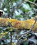 Tree branch with moss fungus