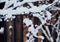 tree branch nature red berry snow winter day outdoors close-up