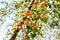 tree branch with orange red ripe sweet tasty juicy ripening apricot fruits berries against fresh green leaves in orchard garden
