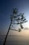 Tree branch reaching out to sky