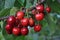 On a tree branch, ripe berries Prunus avium cherry