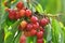 On a tree branch, ripe berries sweet cherry Prunus avium
