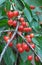 On a tree branch, ripe berries sweet cherry (Prunus avium