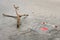 Tree branch and shopping cart in frozen water