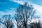 Tree branch silhouette over bright blue sky at fall afternoon