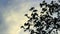 Tree branch silhouette on sky background. Blue sky and white clouds