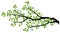 Tree Branch Silhouette, Vector Graphics