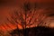 Tree branch sillhouette with bird