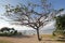 Tree, branch, sky, vegetation, plant, spring, savanna, blossom, field