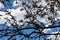 Tree branch with small buds against blue sky with white clouds