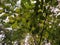 A tree branch with sunlit leaves