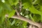 Tree branch surrounded with leaves