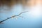 Tree branch with swollen buds above the river