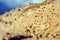 Tree branch texture with termite holes, natural wooden organic background texture close up