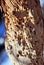 Tree branch texture with termite holes, natural wooden organic background texture close up