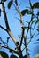 A tree branch with thorns and barren of leaves