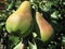 On a tree branch, two large pears ripen.