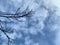 The tree branch with white clouds on the blue sky background, cirrocumulus