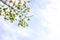 Tree branch with yellow, green , and orange leaf against blue sky.