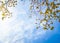 Tree branch with yellow, green , and orange leaf against blue sky.