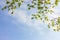 Tree branch with yellow, green , and orange leaf against blue sky.