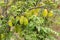 Tree Branches Of Averrhoa Carambola Star Fruit