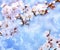 Tree branches with beautiful tiny flowers against blue sky. Amazing spring blossom