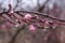 Tree branches with beautiful tiny flowers. Apricot blossoms plenitude. Little spider on a branch. Beautiful floral image