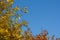 Tree branches on blue autumnal sky