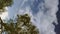 Tree branches and the blue cloudy sky reflected on the moving water surface