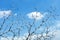 Tree branches with blue sky