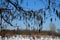 Tree branches on a blue sky during winter