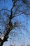 Tree branches on a blue sky during winter