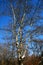 Tree branches on a blue sky during winter