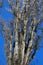 Tree branches on a blue sky during winter