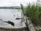 A tree with branches branching into the calm lake water,