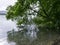 A tree with branches branching into the calm lake water,