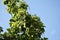 Tree branches of Catalpa speciosa.