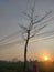 Tree branches caught in electricity poles