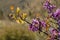 Tree branches Cercis siliquastrum with pink flowers close-up