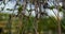 Tree branches in closeup against beautiful small city park. Springtime blossom.