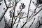 Tree branches completely frozen, during Italian winter mountaiN