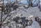 Tree branches covered with rising snow