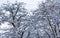 Tree branches covered with rising snow