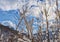 Tree branches covered with rising snow