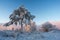 A tree with branches covered with snowÐ¼